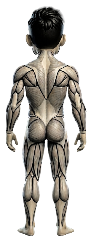 Back view of the muscle map